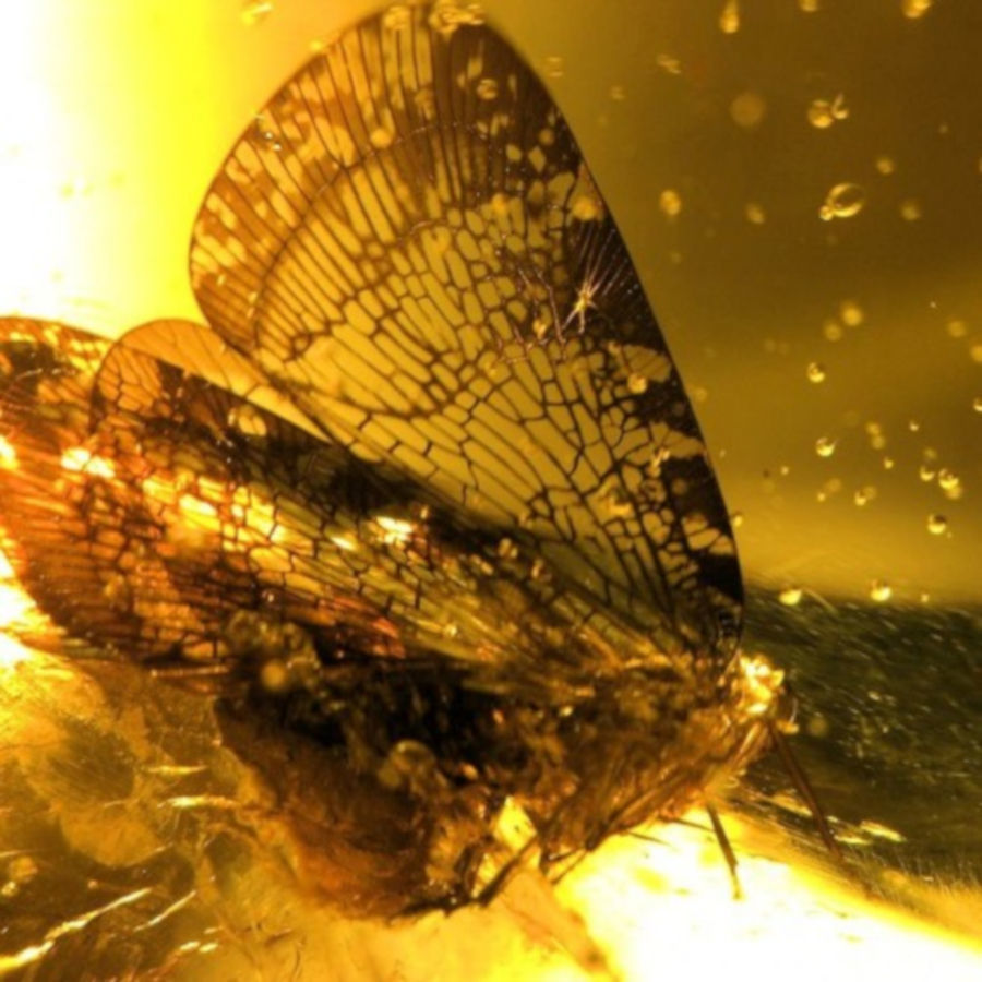 A moth encased in a chunk of amber